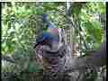 Scrubjay hen watches predator from nest Cat.#V21694, 3840x2160 H.264/MPEG-4 AVC/avc1(.MP4), 18 sec. at 29.971fps 