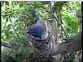 Scrubjay hen watches predator from nest Cat.#V21695, 3840x2160 H.264/MPEG-4 AVC/avc1(.MP4), 25 sec. at 29.971fps 