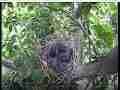 Scrubjay hen leaves nest,chick go back to rest Cat.#V21698, 3840x2160 H.264/MPEG-4 AVC/avc1(.MP4), 33 sec. at 29.971fps 