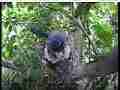Scrubjay hen sits on mostly inactive chicks Cat.#V21703, 3840x2160 H.264/MPEG-4 AVC/avc1(.MP4), 36 sec. at 29.971fps 
