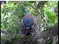 Scrubjay hen yweaks nest,sits on mostly inactive chicks Cat.#V21705, 3840x2160 H.264/MPEG-4 AVC/avc1(.MP4), 31 sec. at 29.971fps 