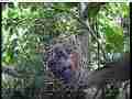 Scrubjay chicks sleep in nest Cat.#V21708, 3840x2160 H.264/MPEG-4 AVC/avc1(.MP4), 20 sec. at 29.971fps 