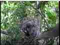 Scrubjay chicks active,preening Cat.#V21718, 3840x2160 H.264/MPEG-4 AVC/avc1(.MP4), 54 sec. at 29.971fps 