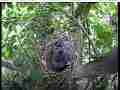 Scrubjay chicks active,parent squawk makes them still Cat.#V21725, 3840x2160 H.264/MPEG-4 AVC/avc1(.MP4), 40 sec. at 29.971fps 