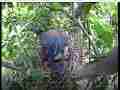 Scrubjay hen sits on active chicks Cat.#V21731, 3840x2160 H.264/MPEG-4 AVC/avc1(.MP4), 24 sec. at 29.971fps 