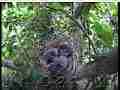 Scrubjay Chicks snuggle in nest,,light rain sounds Cat.#V21736, 3840x2160 H.264/MPEG-4 AVC/avc1(.MP4), 18 sec. at 29.971fps 