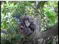Scrubjay hen sits on squirmy active chicks Cat.#V21738, 3840x2160 H.264/MPEG-4 AVC/avc1(.MP4), 61 sec. at 29.971fps 