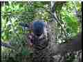 Scrubjay hen sits on squirmy active chicks Cat.#V21739, 3840x2160 H.264/MPEG-4 AVC/avc1(.MP4), 38 sec. at 29.971fps 