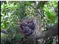 Scrubjay chicks begging as hen hops by Cat.#V21742, 3840x2160 H.264/MPEG-4 AVC/avc1(.MP4), 19 sec. at 29.971fps 