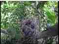 Scrubjay chicks mostly inactive in nest Cat.#V21746, 3840x2160 H.264/MPEG-4 AVC/avc1(.MP4), 27 sec. at 29.971fps 