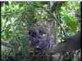 Scrubjay chicks preening in nest Cat.#V21750, 3840x2160 H.264/MPEG-4 AVC/avc1(.MP4), 39 sec. at 29.971fps 