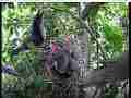 Scrubjay adults return,all feed,both leave,alarm calls Cat.#V21755, 3840x2160 H.264/MPEG-4 AVC/avc1(.MP4), 73 sec. at 29.971fps 