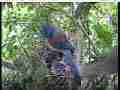 Scrubjay nest timelapse - several feedings Cat.#V21756, 3840x2160 H.264/MPEG-4 AVC/avc1(.MP4), 77 sec. at 29.971fps 