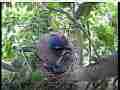 Scrubjay hen sits on chicks,windy tree motion Cat.#V21761, 3840x2160 H.264/MPEG-4 AVC/avc1(.MP4), 22 sec. at 29.971fps 