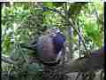 Scrubjay hen sits on chicks in nest Cat.#V21763, 3840x2160 H.264/MPEG-4 AVC/avc1(.MP4), 22 sec. at 29.971fps 