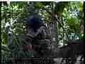 Scrubjay hen tweaks nest,sits on chicks Cat.#V21767, 3840x2160 H.264/MPEG-4 AVC/avc1(.MP4), 53 sec. at 29.971fps 