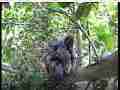 Scrubjay chicks active,preen,stretch,etc Cat.#V21779, 3840x2160 H.264/MPEG-4 AVC/avc1(.MP4), 49 sec. at 29.971fps 