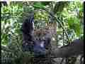 Scrubjay hen stands over active chicks Cat.#V21787, 3840x2160 H.264/MPEG-4 AVC/avc1(.MP4), 44 sec. at 29.971fps 