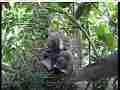 Scrubjay chicks active and preening Cat.#V21793, 3840x2160 H.264/MPEG-4 AVC/avc1(.MP4), 34 sec. at 29.971fps 
