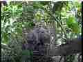 Scrubjay chicks active and preening Cat.#V21794, 3840x2160 H.264/MPEG-4 AVC/avc1(.MP4), 39 sec. at 29.971fps 