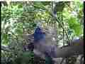 Scrubjay hen snuggles down on chicks Cat.#V21804, 3840x2160 H.264/MPEG-4 AVC/avc1(.MP4), 10 sec. at 29.971fps 