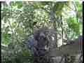 Scrubjay chicks active, big mouth yawn Cat.#V21808, 3840x2160 H.264/MPEG-4 AVC/avc1(.MP4), 42 sec. at 29.971fps 