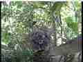 Scrubjay chicks active in nest Cat.#V21809, 3840x2160 H.264/MPEG-4 AVC/avc1(.MP4), 50 sec. at 29.971fps 