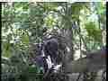 Scrubjay chicks active in nest Cat.#V21813, 3840x2160 H.264/MPEG-4 AVC/avc1(.MP4), 31 sec. at 29.971fps 