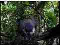 Scrubjay hen shelters chicks in heavy rain [tstorm] Cat.#V21822, 3840x2160 H.264/MPEG-4 AVC/avc1(.MP4), 41 sec. at 29.971fps 