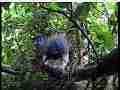 Scrubjay hen shelters chicks after tstorm Cat.#V21831, 3840x2160 H.264/MPEG-4 AVC/avc1(.MP4), 33 sec. at 29.971fps 