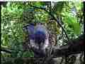 Scrubjay hen shelters chicks after tstorm [light thunder] Cat.#V21841, 3840x2160 H.264/MPEG-4 AVC/avc1(.MP4), 34 sec. at 29.971fps 