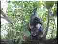 Scrubjay hen sitting on chicks in crowded nest Cat.#V21856, 3840x2160 H.264/MPEG-4 AVC/avc1(.MP4), 17 sec. at 29.971fps 