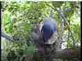 Scrubjay hen sits on semi-active chicks Cat.#V21860, 3840x2160 H.264/MPEG-4 AVC/avc1(.MP4), 22 sec. at 29.971fps 