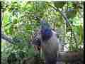 Scrubjay chicks semi-active,hen looks over nest, Cat.#V21868, 3840x2160 H.264/MPEG-4 AVC/avc1(.MP4), 23 sec. at 29.971fps 