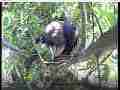Scrubjay hen adjusts twig in nest,chicks resting Cat.#V21881, 3840x2160 H.264/MPEG-4 AVC/avc1(.MP4), 32 sec. at 29.971fps 