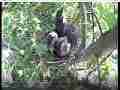 Scrubjay chicks resting,watching something above nest Cat.#V21890, 3840x2160 H.264/MPEG-4 AVC/avc1(.MP4), 25 sec. at 29.971fps 