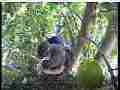 Scrubjay one chick stands in front of cam others in BG Cat.#V21894, 3840x2160 H.264/MPEG-4 AVC/avc1(.MP4), 23 sec. at 29.971fps 