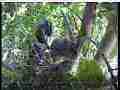 Scrubjay chicks active,standing,preening Cat.#V21899, 3840x2160 H.264/MPEG-4 AVC/avc1(.MP4), 41 sec. at 29.971fps 