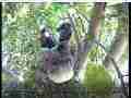 Scrubjay chicks active,preening Cat.#V21909, 3840x2160 H.264/MPEG-4 AVC/avc1(.MP4), 23 sec. at 29.971fps 