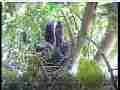 Scrubjay family listens,watches noisy crow overhead Cat.#V21912, 3840x2160 H.264/MPEG-4 AVC/avc1(.MP4), 22 sec. at 29.971fps 