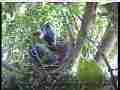 Scrubjay chicks active,flapping,standing,preening Cat.#V21916, 3840x2160 H.264/MPEG-4 AVC/avc1(.MP4), 37 sec. at 29.971fps 