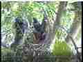 Scrubjay hen returns,feeds,chicks standing around Cat.#V21919, 3840x2160 H.264/MPEG-4 AVC/avc1(.MP4), 37 sec. at 29.971fps 
