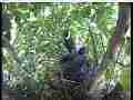Scrubjay chicks begging as parent approaches Cat.#V21946, 3840x2160 H.264/MPEG-4 AVC/avc1(.MP4), 27 sec. at 29.971fps 