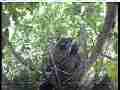 Scrubjay hen hops up to branch,2 chicks peck her tail Cat.#V21993, 3840x2160 H.264/MPEG-4 AVC/avc1(.MP4), 22 sec. at 29.971fps 