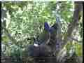 Scrubjay hen and 2 chicks semi-active in nest Cat.#V21996, 3840x2160 H.264/MPEG-4 AVC/avc1(.MP4), 28 sec. at 29.971fps 