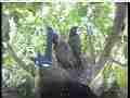 Scrubjay hen hops around nest,2 chicks semi-active Cat.#V22002, 3840x2160 H.264/MPEG-4 AVC/avc1(.MP4), 19 sec. at 29.971fps 