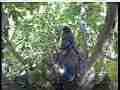 Scrubjay hen,2 chicks resting Cat.#V22006, 3840x2160 H.264/MPEG-4 AVC/avc1(.MP4), 18 sec. at 29.971fps 