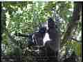 Scrubjay hen,2 chicks,active,pecking,preening Cat.#V22027, 3840x2160 H.264/MPEG-4 AVC/avc1(.MP4), 31 sec. at 29.971fps 