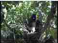 Scrubjay 2 chicks rest while hen watches,listen nervously Cat.#V22030, 3840x2160 H.264/MPEG-4 AVC/avc1(.MP4), 19 sec. at 29.971fps 