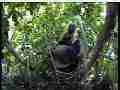 Scrubjay hen goes back in nest,2 chicks active,preening Cat.#V22042, 3840x2160 H.264/MPEG-4 AVC/avc1(.MP4), 23 sec. at 29.971fps 